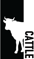 Cattle